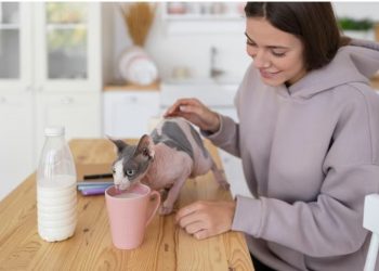 Mittens cat food what kind of food is this?