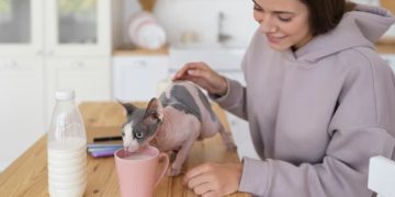 Mittens cat food what kind of food is this?