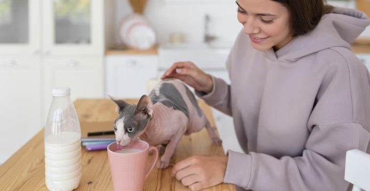 Mittens cat food what kind of food is this?