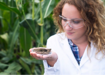 Tips for Growing Golden Goat Cannabis Seeds