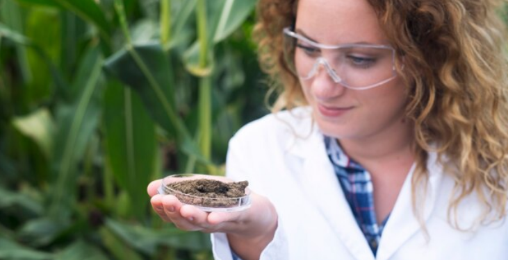 Tips for Growing Golden Goat Cannabis Seeds