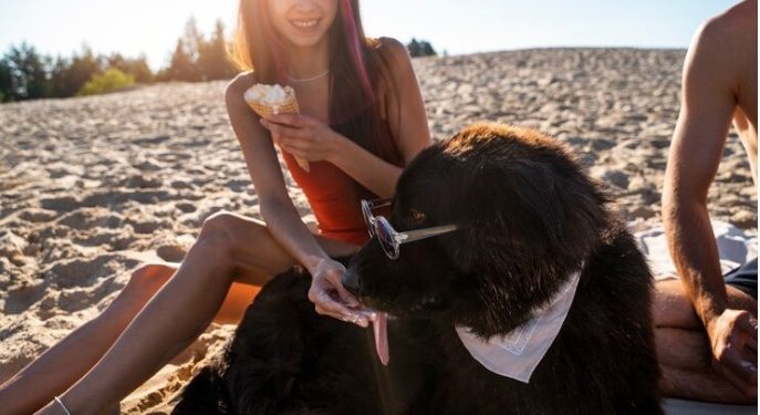 Solar Eclipse With Pets: Safety Concerns & Health Issues.