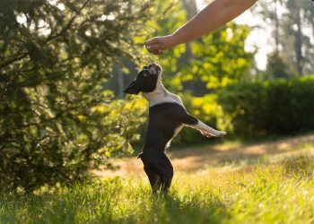 Is Dog Training Essential for Reducing Separation Anxiety in Pets?