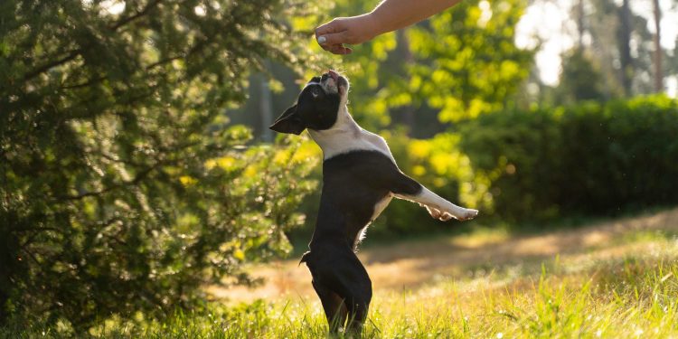 Is Dog Training Essential for Reducing Separation Anxiety in Pets?