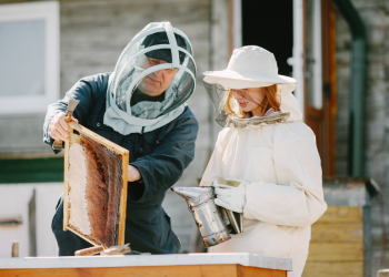DIY Bee Traps: A Guide to Safer Outdoor Spaces